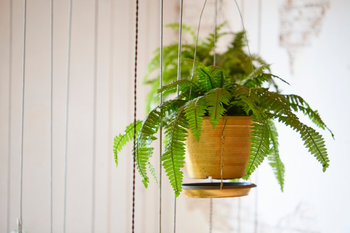 Boston fern in a hanging basket inside the home.