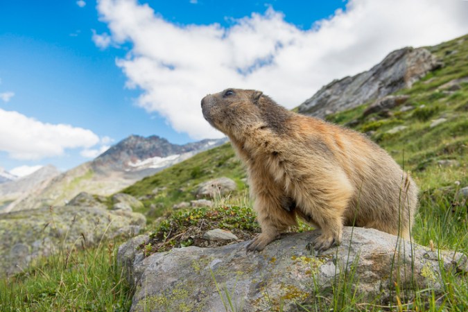 The Ancient Origins of Groundhog Day