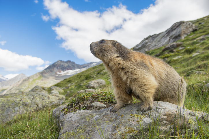 groundhog-day-history-groundhog-on-mountain