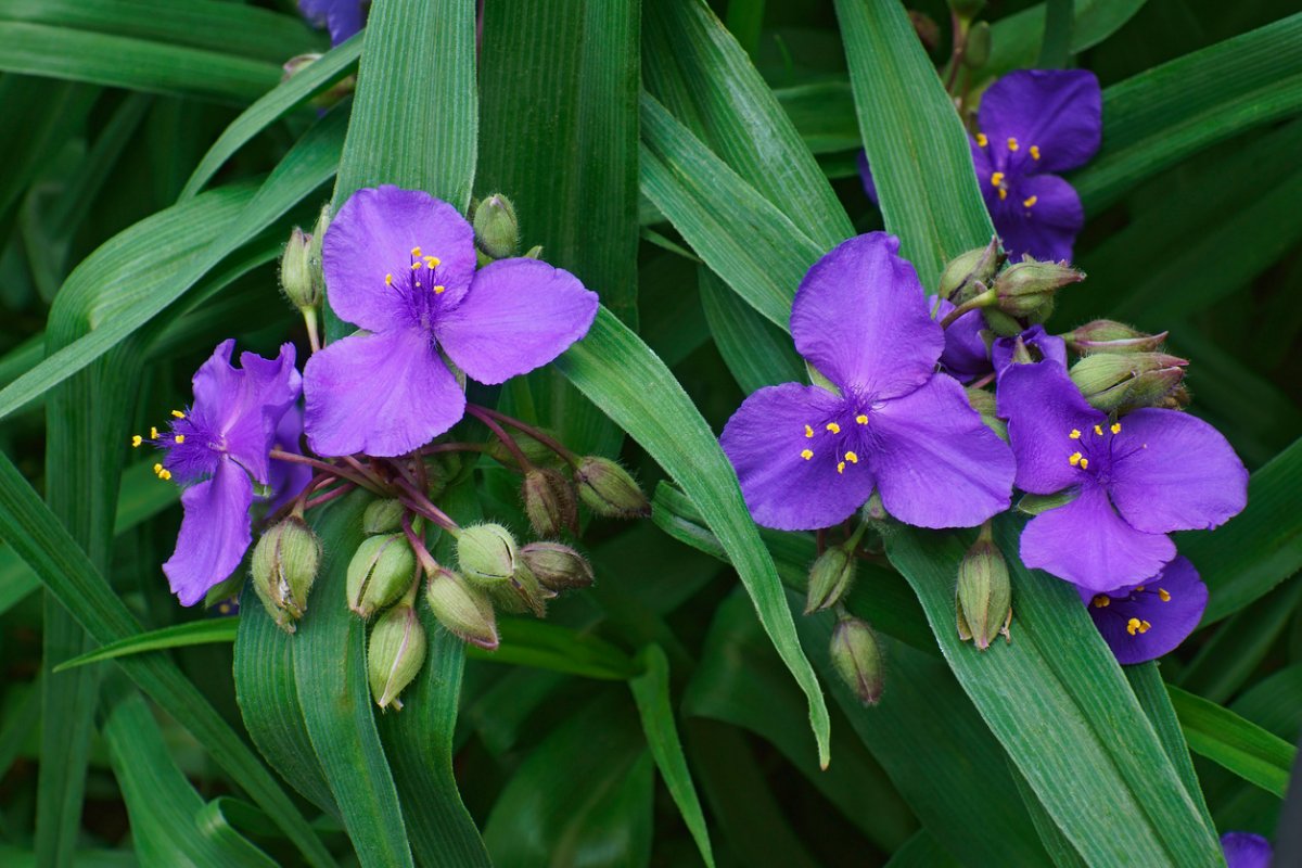 Purple spiderwort flowers with lush greenery.