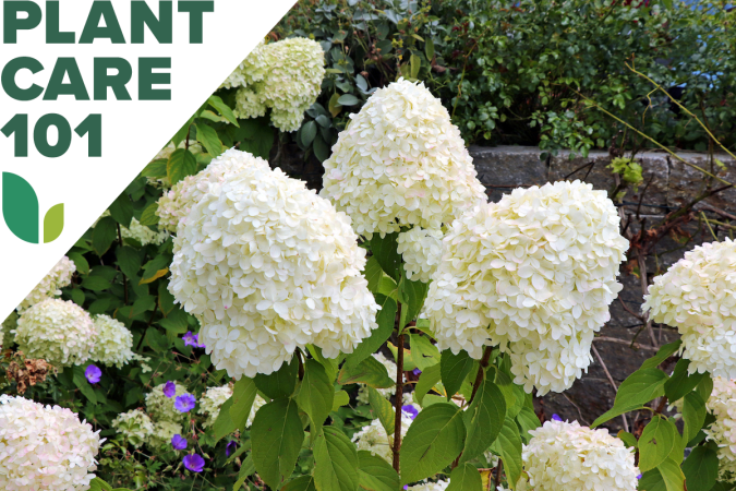 18 Fast-Growing Shrubs to Plant This Fall