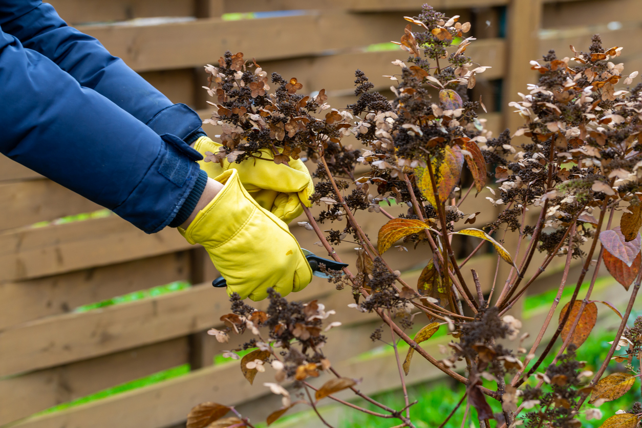 Bush hydrangea cutting or trimming with secateur in the garden.