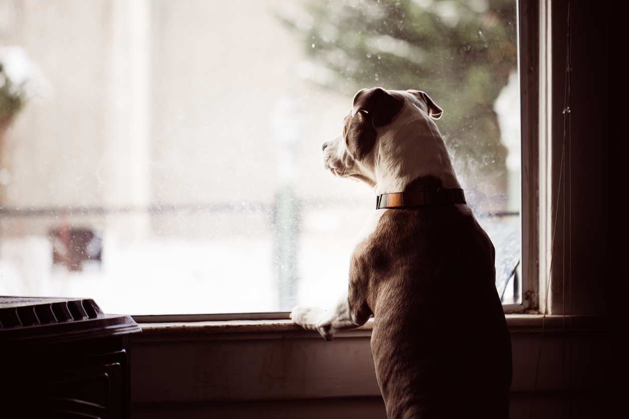 window security film pit bull dog jumping up to look out window