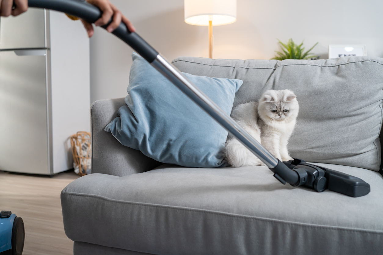 9 things you should never vacuum cat on couch watching vacuum cleaner