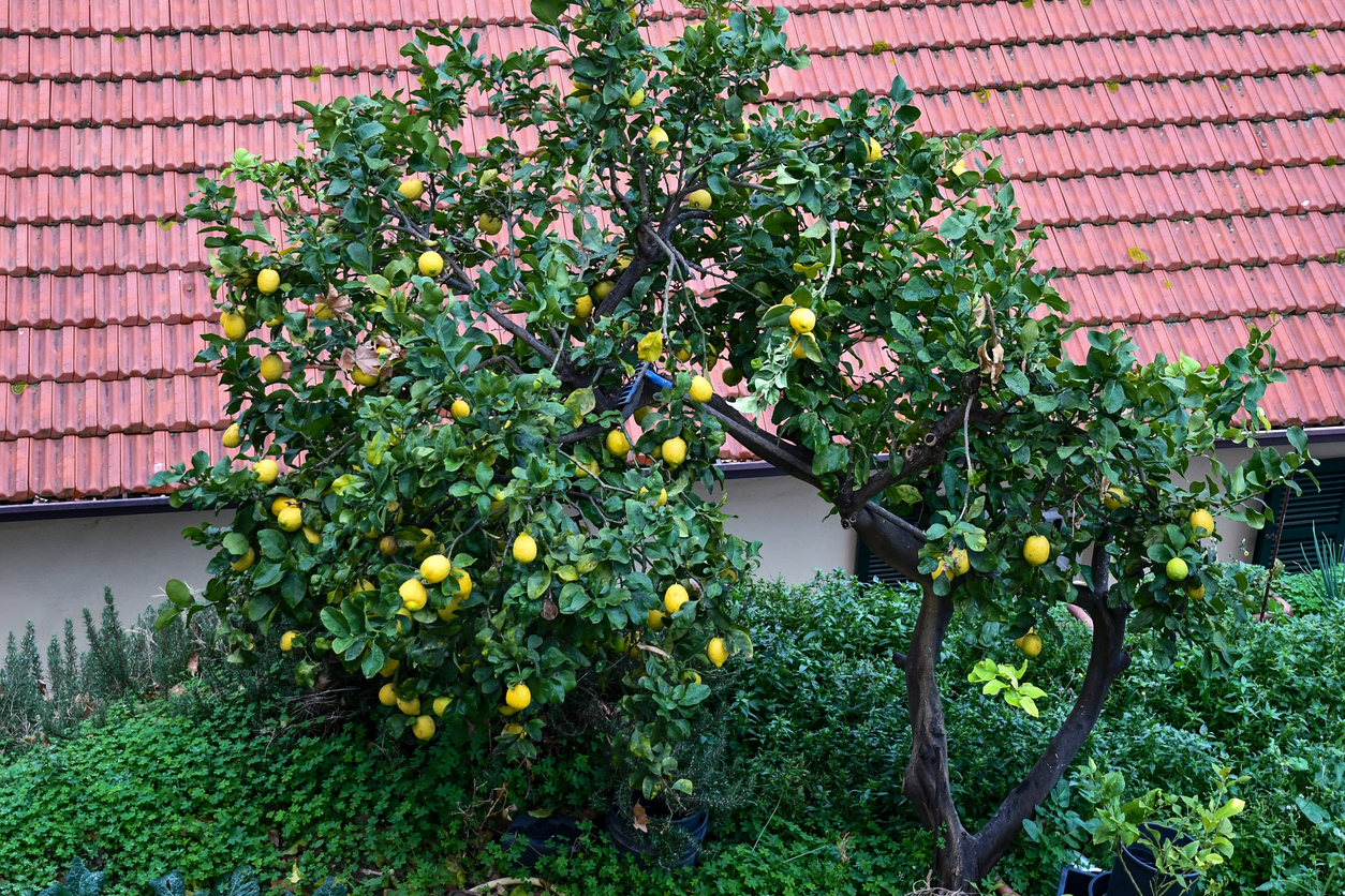 iStock-1393130286 thorny plants lemon tree outside house with roof in background