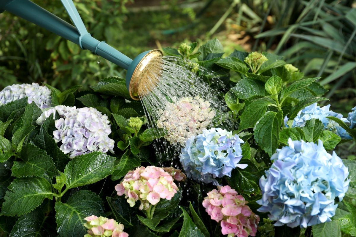 hydrangea care - watering hydrangea plants