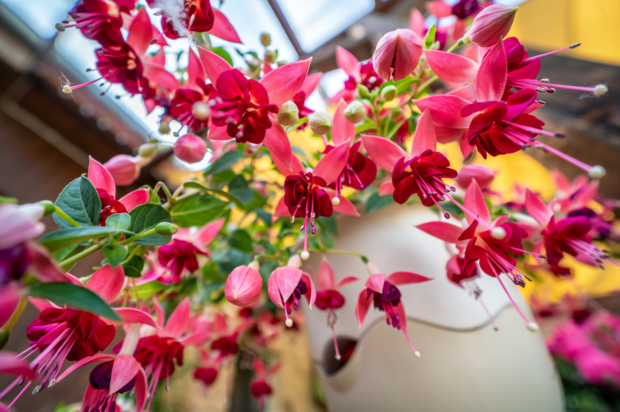 iStock-1402870893 plants for hanging baskets fuchsia in basket