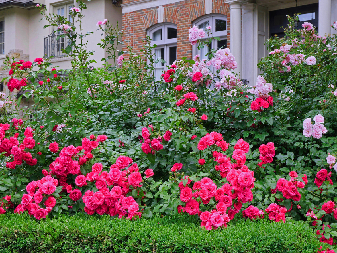 iStock-1404288788 thorny plants all shrub roses used as a beautiful hedge for privacy