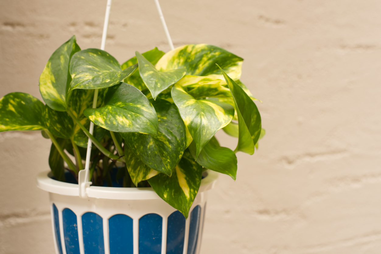 iStock-1408634966 plants for hanging baskets golden pothos