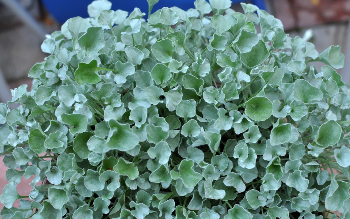 Closeup of small leaves of Dichondra argentea plant.