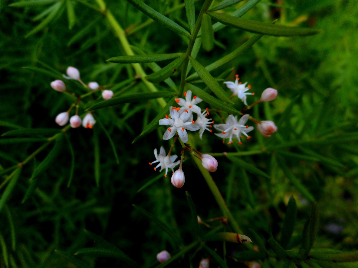 Asparagus densiflorus close up with white flowers.