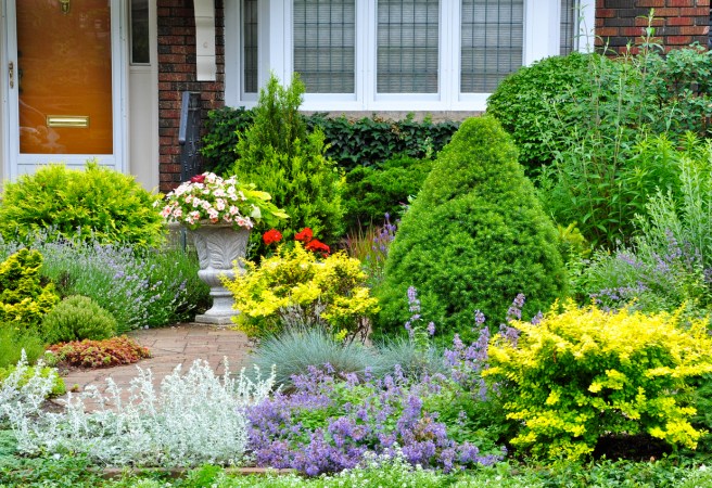 20 Evergreen Shrubs to Beautify Your Garden Year-Round