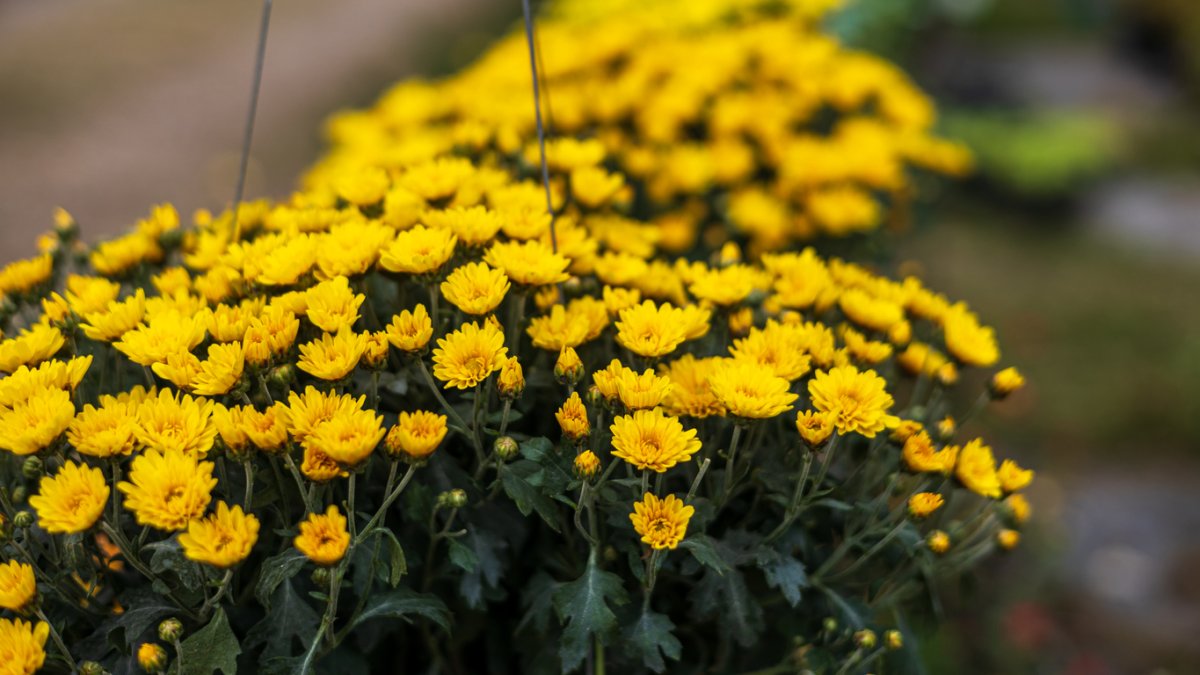 Close-up view of clusters of small yellow chrysanthemums
