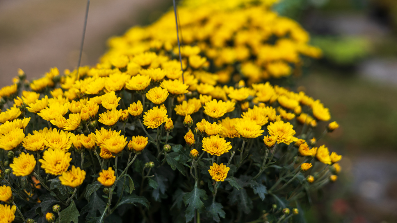 iStock-1457688773 plants for hanging baskets close-up view of clusters of small yellow chrysanthemums
