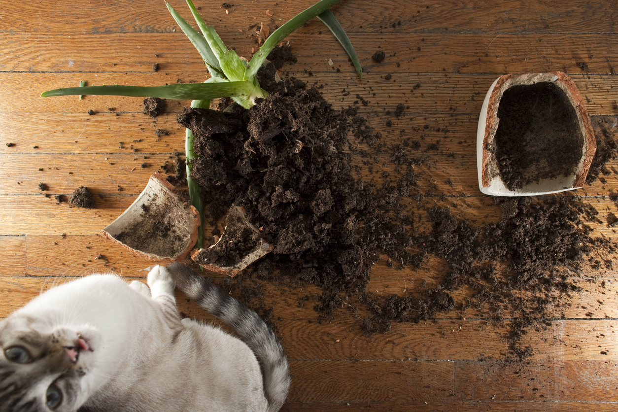 9 things you should never vacuum broken pot on wood floor soil spill