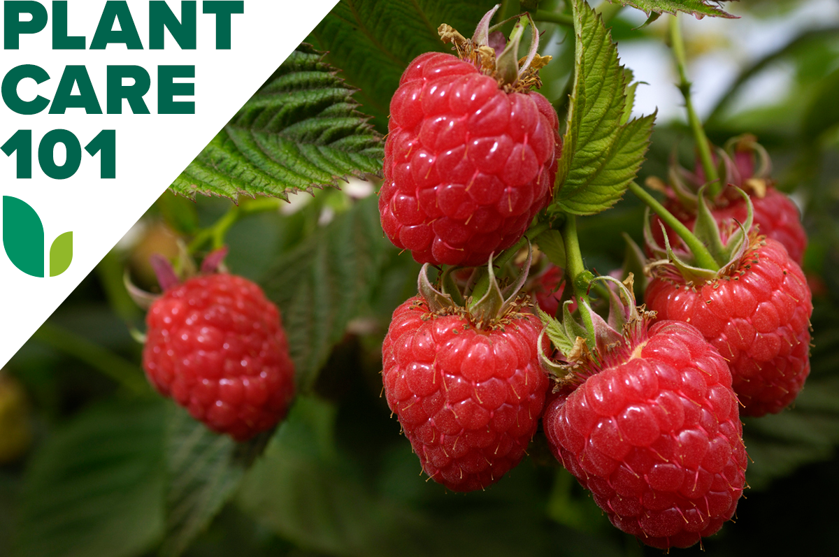 how to grow raspberries - raspberry plant care 101