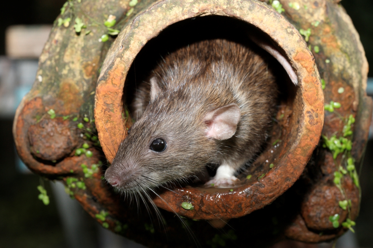 ways rats are destroying your home - rat coming out metal pipe