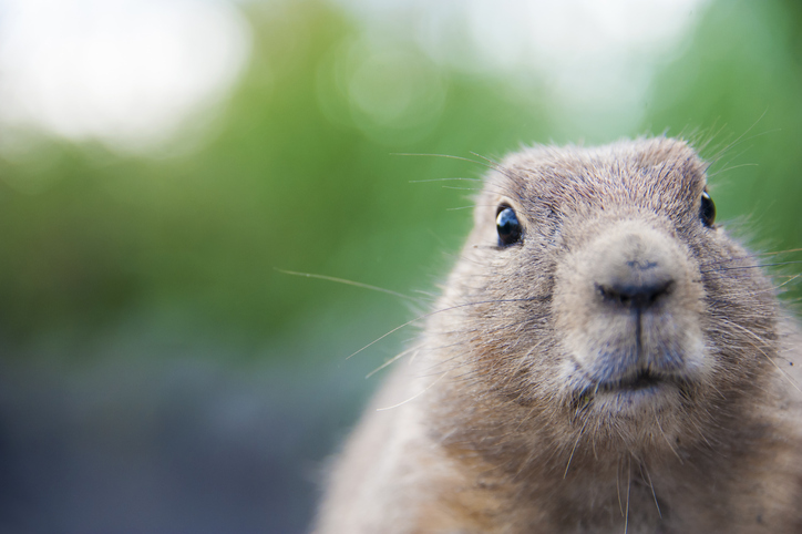 groundhog-day-history-groundhog-closeup