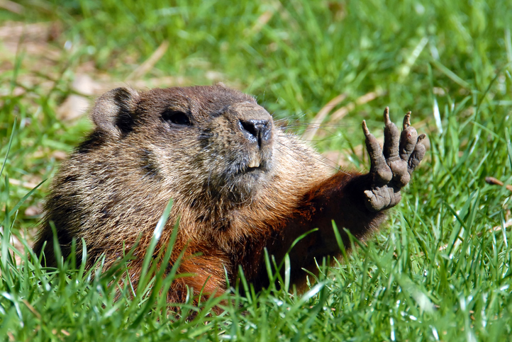 groundhog-day-history-groundhog-with-paw-up