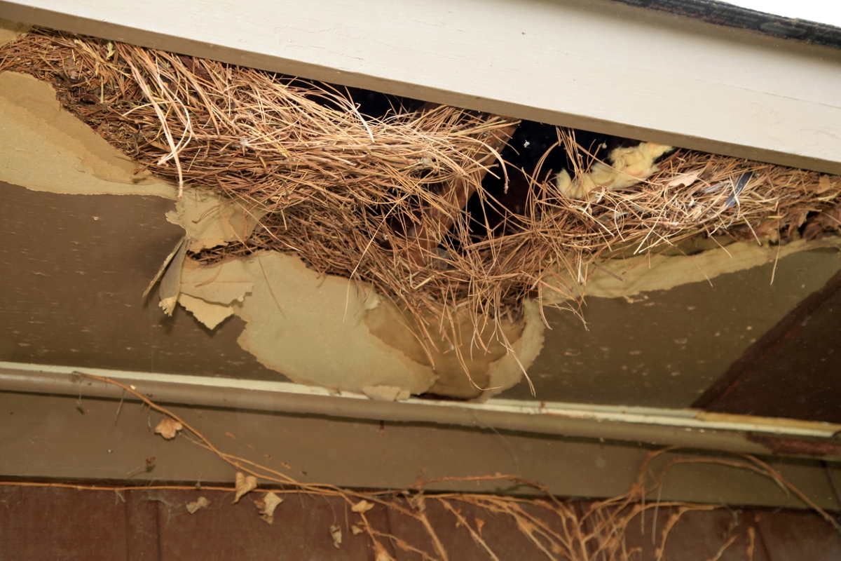 ways rats are destroying your home - rat nest in home
