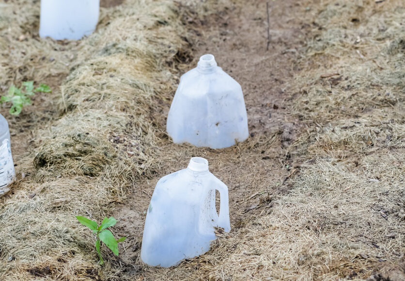 winter sowing with milk jugs
