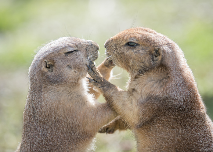 groundhog-day-history-two-groundhogs-couple