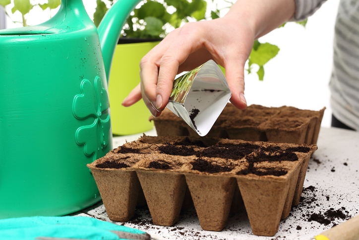 flowers-to-start-from-seed-hand-pours-seeds-into-peat-pots