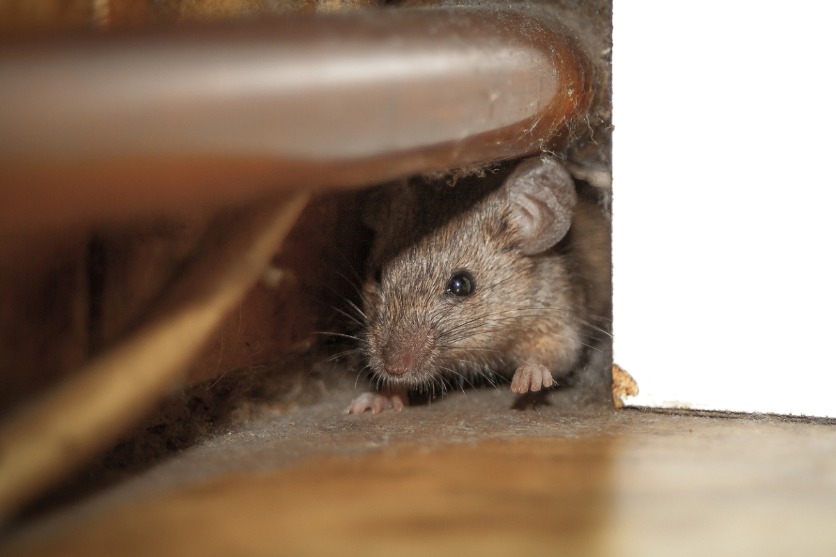 ways rats are destroying your home - rat crawling under pipe
