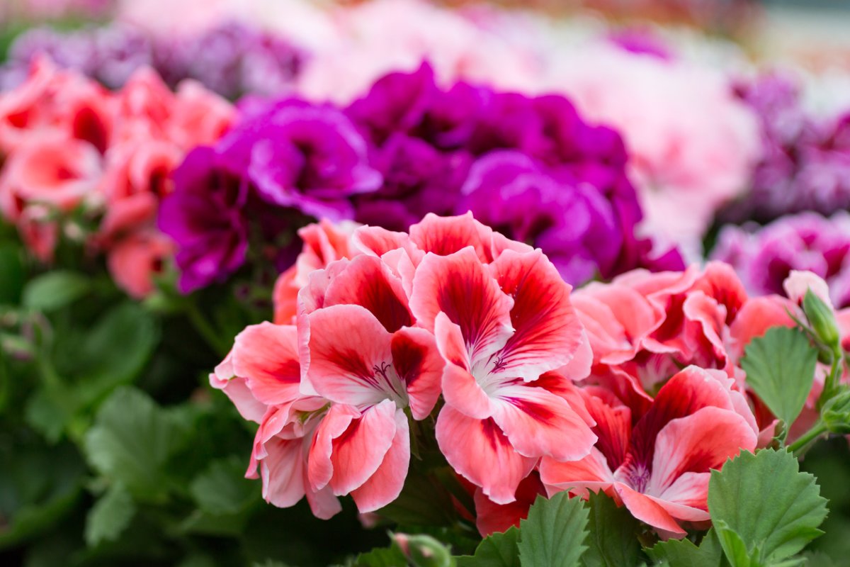 CLose up of geraniums in rose, pink and purple hues.