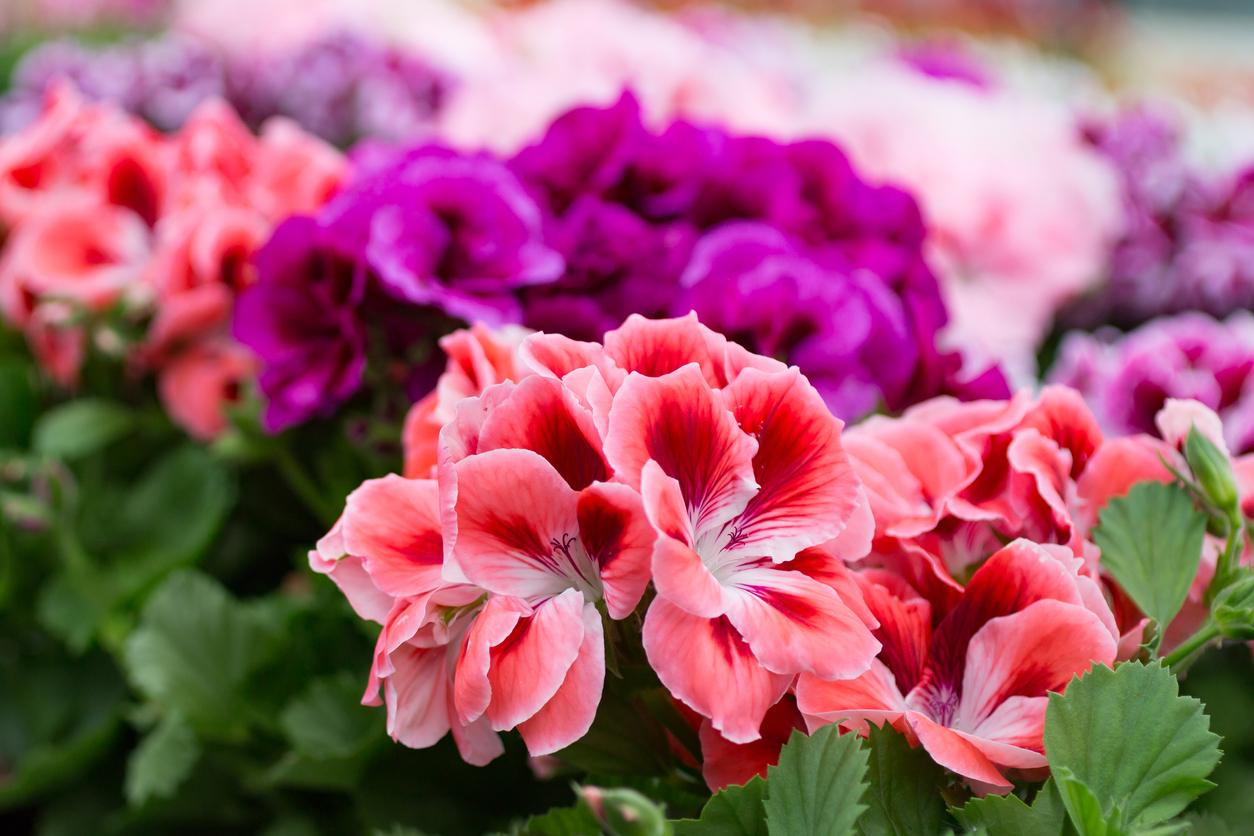 iStock-533434786 plant for hanging basket Geraniums rose, pink and purple