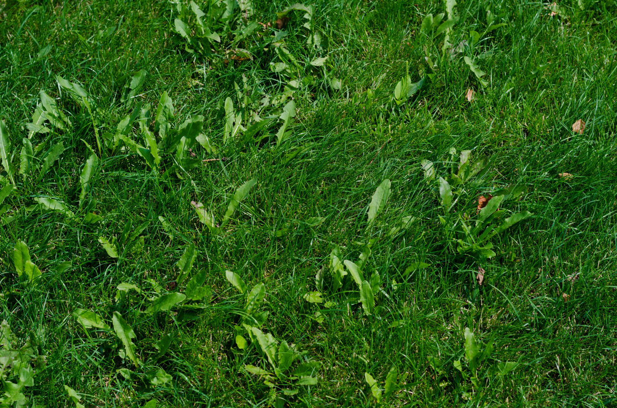 coconut oil uses weeds in green lawn