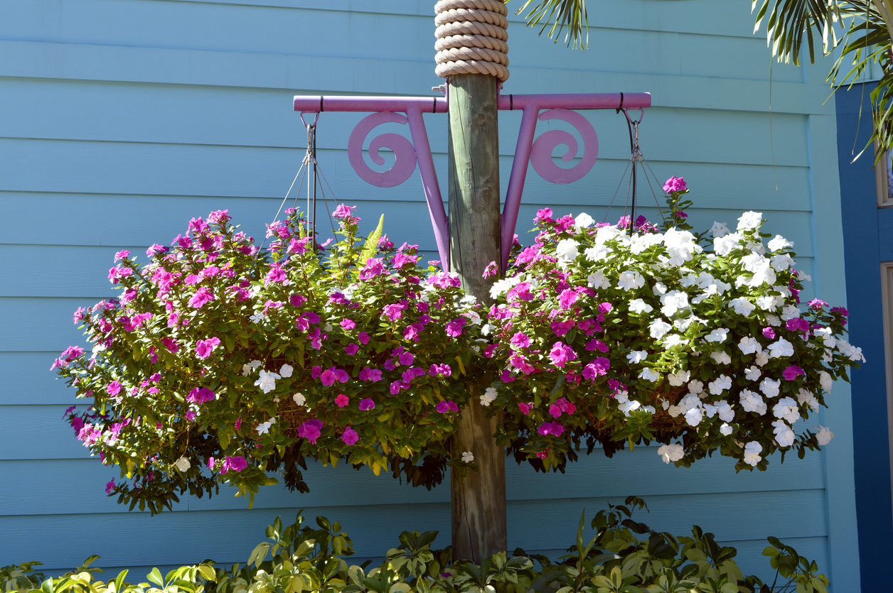 iStock-636567354 plants for hanging baskets impatiens
