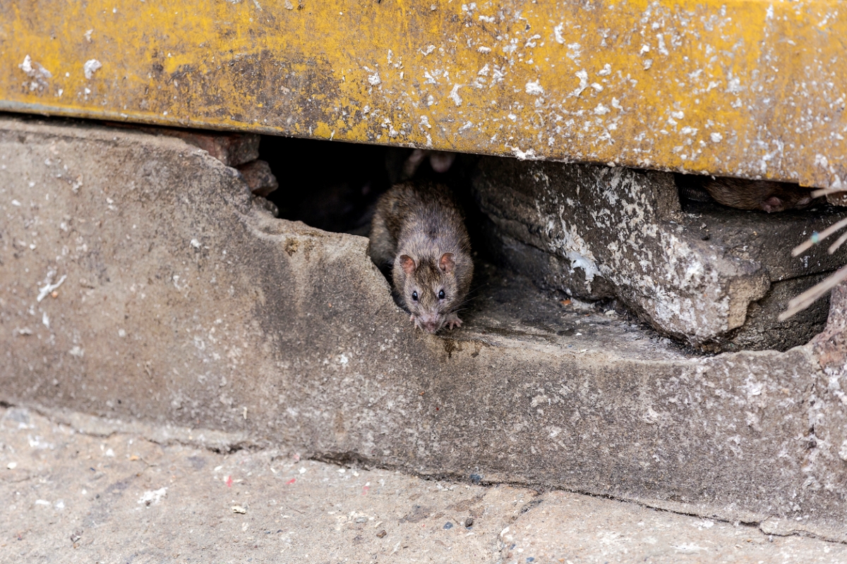 ways rats are destroying your home - rat under concrete building