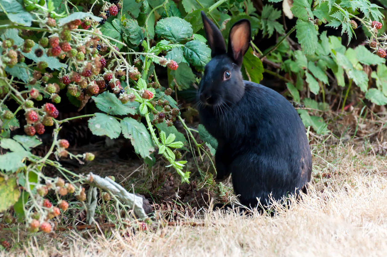 how to grow raspberries wild rabbit near raspberry plant