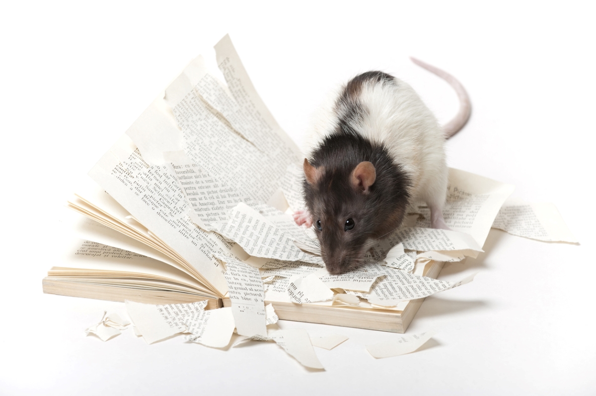ways rats are destroying your home - rat ripping book pages