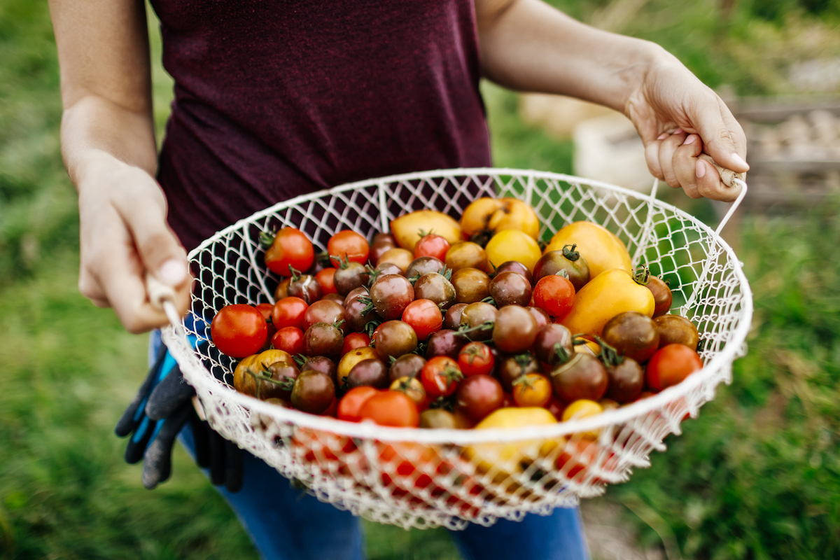 types of tomatoes - basket full of homegrown tomato varieties