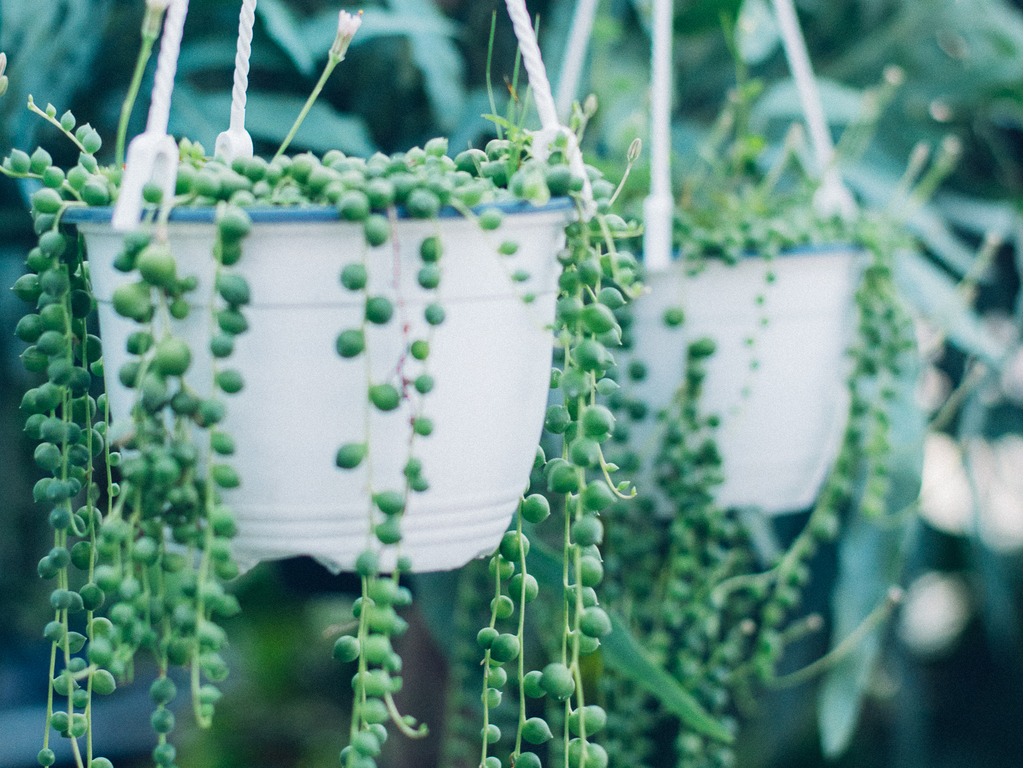 istock 842129992 plants for hanging baskets string-of-pearls-succulent-plant-hanging-in-a-greenhouse