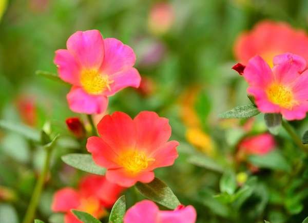 istock plant for hanging baskets Moss_Rose