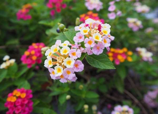 istock plant for hanging baskets Moss_Rose