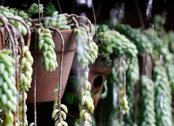 istock plants for hanging baskets Sedum_Morganianum