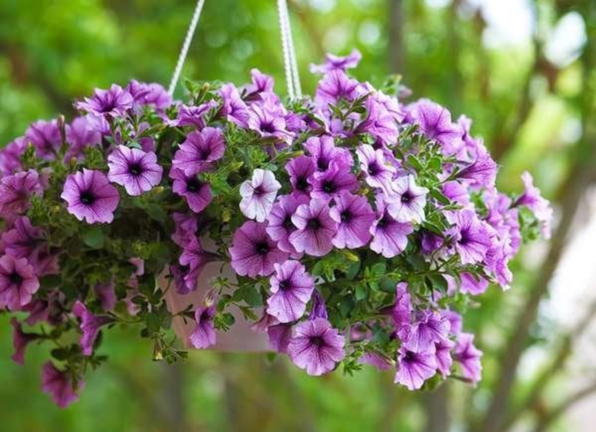 Purple Supertunia Petunias in a hanging basket.