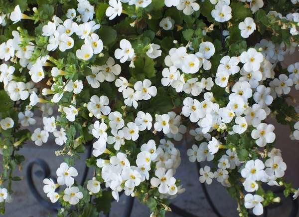 istock plants for hanging baskets bacopa-snowtopia