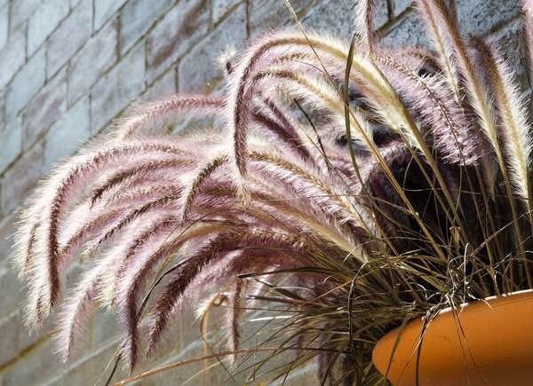 istock plants for hanging baskets fountain_grass
