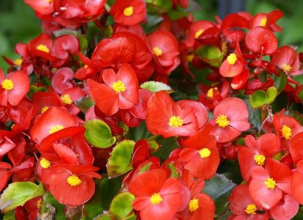 istock plants for hanging baskets hanging_begonia_plant
