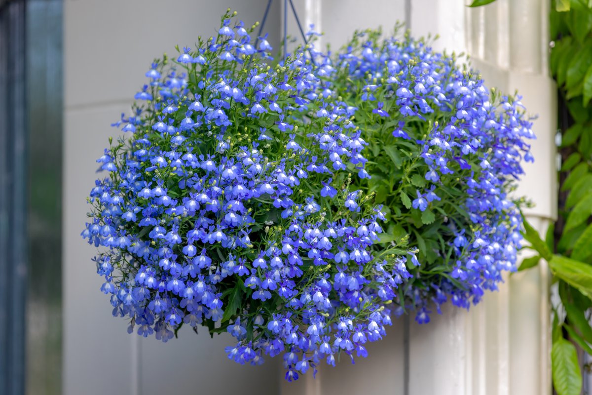 Blue lobelia flowers in a hanging basket in front of a white post.
