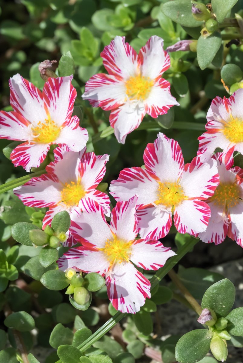 Candy striped red and white moss rose flowers.