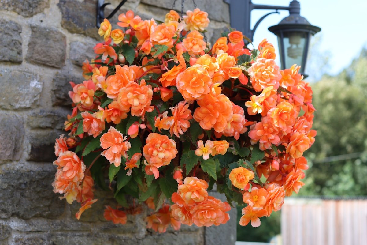 Orange begonias in a hanging basket in front of a stone wall.