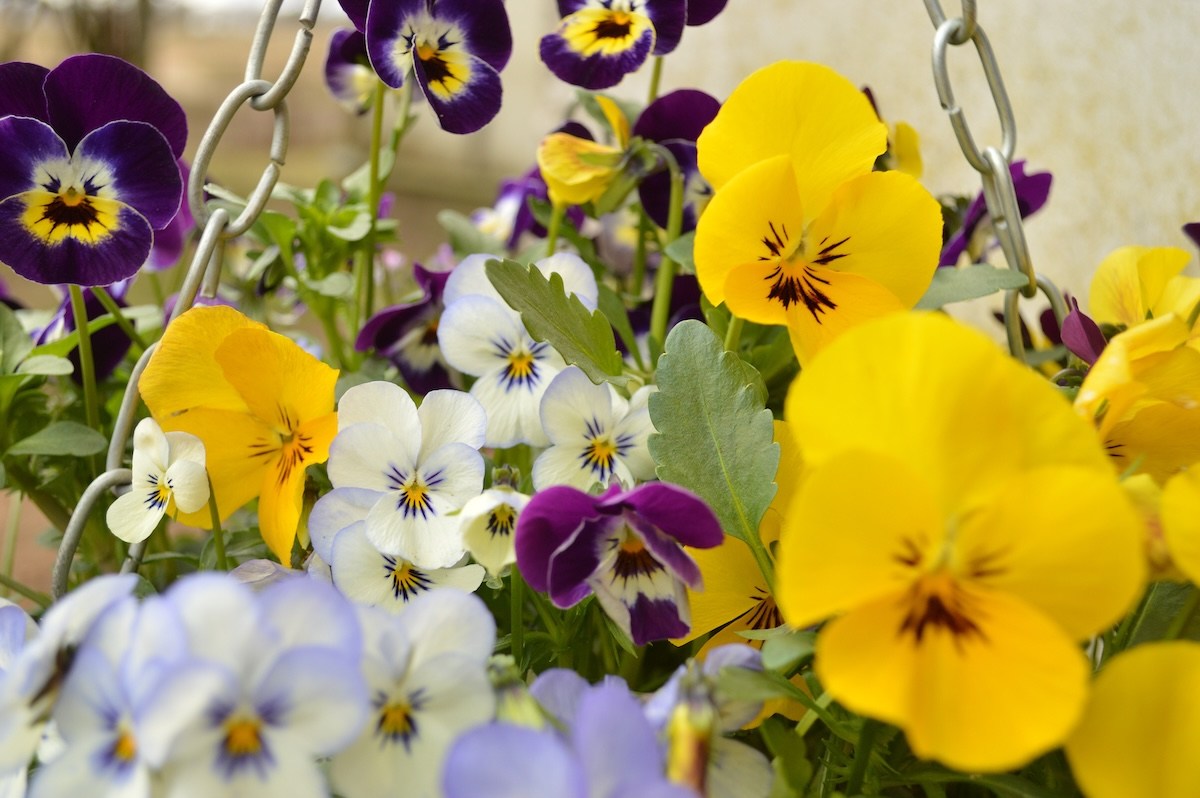 Want Your Home’s Exterior to Look More Cheerful? Here’s the Element You’re Missing