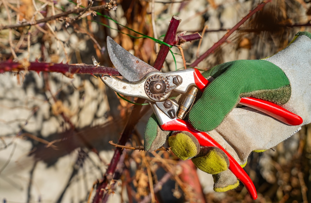 Gardener wearing gloves and holding red pruning shears prunes a bare bush in spring.