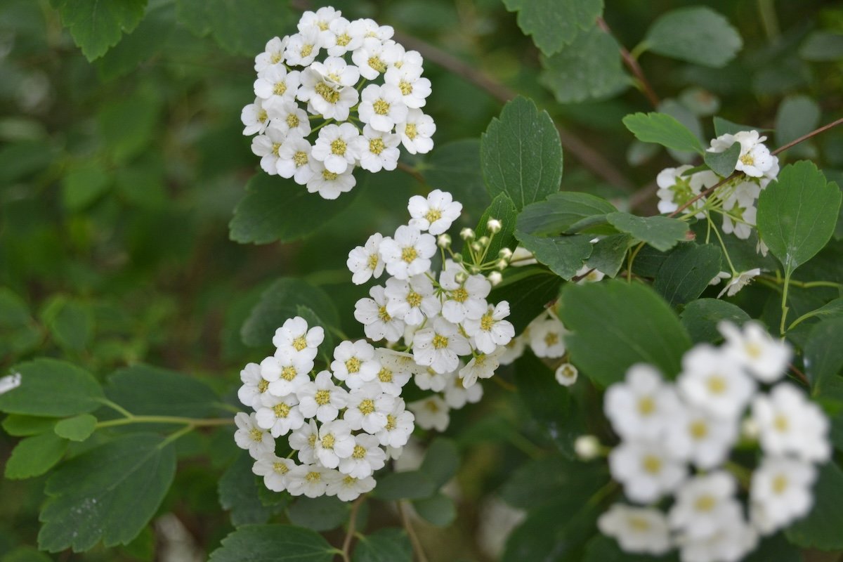 Closeup of white sweet alyssum flowers surrounded by green leaves.